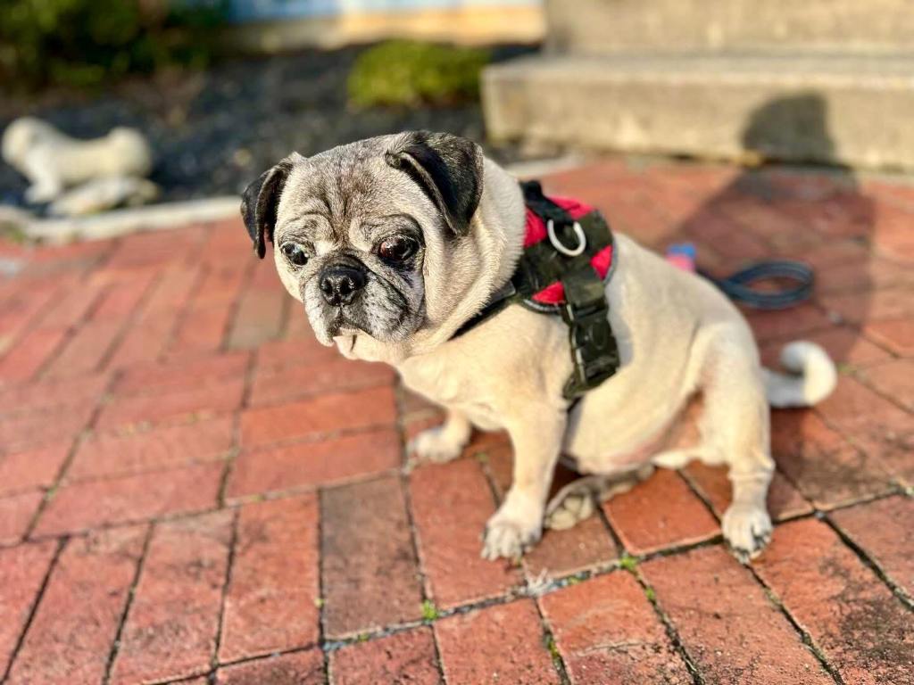 Nugget in his older age, sitting in the sunset.