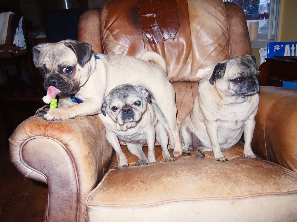 Nugget chewing on his bone, laying across Lizzie's back, while Sweetpea looks disgusted.