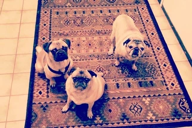 My first picture of my three dogs sitting together, in 2015, at the landing of my steps.